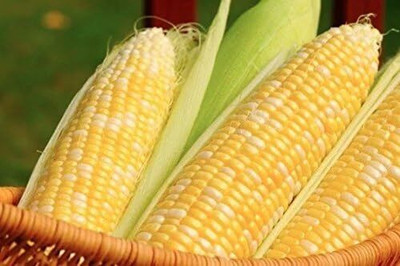 Qualtivate PUA-4A Bi-Color Sweet Corn Seed(400 per packet)