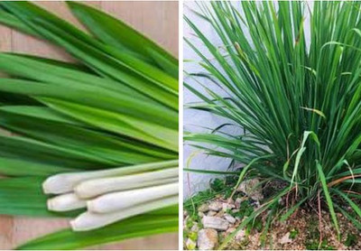 CYBEXIS XLR-74 - Silky Head Lemon Grass - (750 Seeds) Seed(750 per packet)