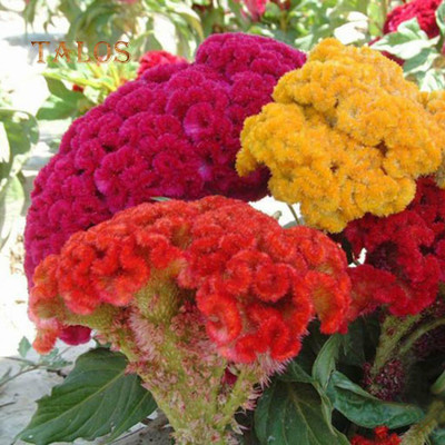 UGRA Cockscomb Flower Seeds Seed(10 per packet)