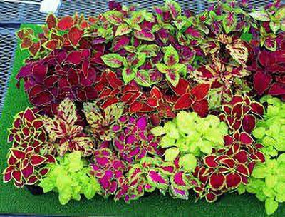 KANAYA Coleus Rainbow Mix Color Flower Seed(100 per packet)