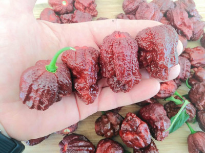 Biosnyg Easy to Grow Chocolate Jigsaw Chilli Seeds For Planting-(1000 Seeds) Seed(1000 per packet)