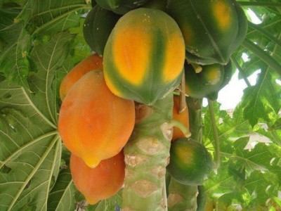 DEYS AGRO f1 hybrid 786 top lady papaya, sinta papaya, dwarf papaya Seed(180 per packet)