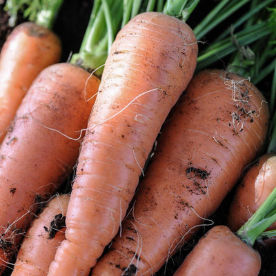 WILLVINE Carrot Seeds Grow Your Own Vegetable Garden-[5000 Seeds] Seed(5000 per packet)