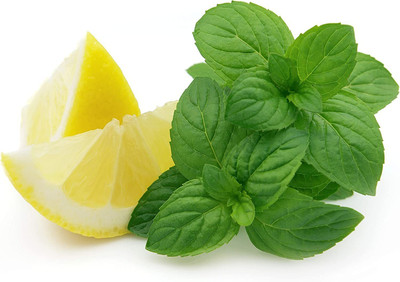 CYBEXIS XLL-1 - Lemon Mint Herb - (1350 Seeds) Seed(1350 per packet)