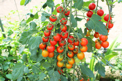 seedagro tomato Seed(70 per packet)