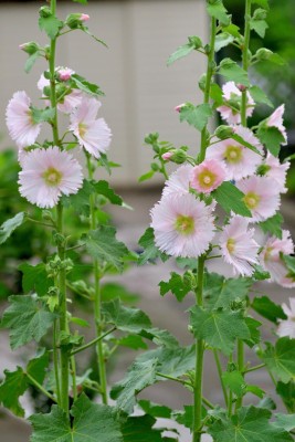 ARTA Hollyhock Tall Flower Seeds For Garden Seed(67 per packet)