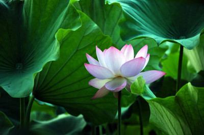 gelunix lotus,kamal gatta Seed(15 per packet)