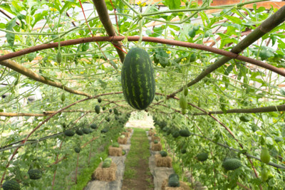 abiswas Summer watermelon seeds for planting Seed(300 per packet)