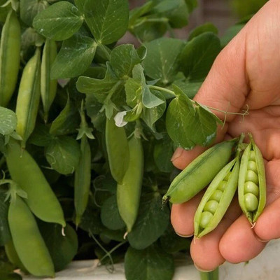 Avysa Pea Seeds (Organic) - Tom Thumb Seed(800 per packet)