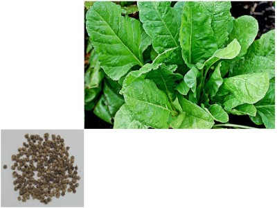 Aywal पालक के बीज/Palak Spinach Seed(325 per packet)