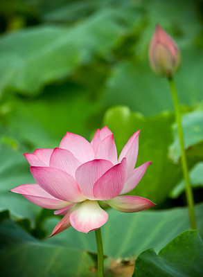 BRIJWASI lotus,kamal gatta Seed(11 per packet)