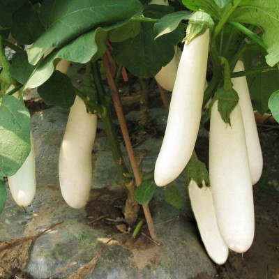 CYBEXIS Special Long Brinjal White Variety Eggplant Seeds600 Seeds Seed(600 per packet)