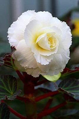 VibeX ATS-50 - Mix Hybrid Begonia Flower - (270 Seeds) Seed(270 per packet)