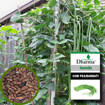 Bula Plant House Cow Pea Beans, Barbati Seed(30 per packet)
