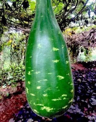 KNESSiN Bottle Gourd Seeds (Tile Lomba Lau Nargis)-[10gm] Seed(50 per packet)