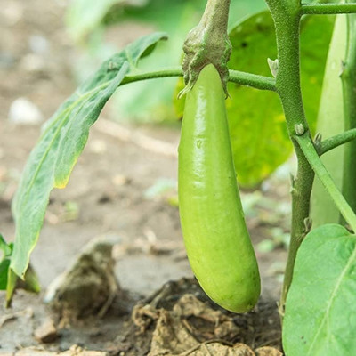 MAA Brinjal Green Long, Brinjal, Eggplant Seed(180 per packet)