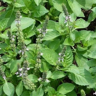 WILLVINE KGF -2 Egyptian Basil Seeds Seed(1000 per packet)