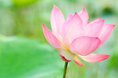 TREECARE lotus,kamal gatta Seed(10 per packet)