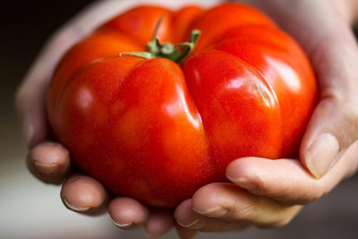 Biosnyg Organic Giant 100 Pounds Tomato Seeds For Kitchen Gardening - (2000 Seeds) Seed(2000 per packet)