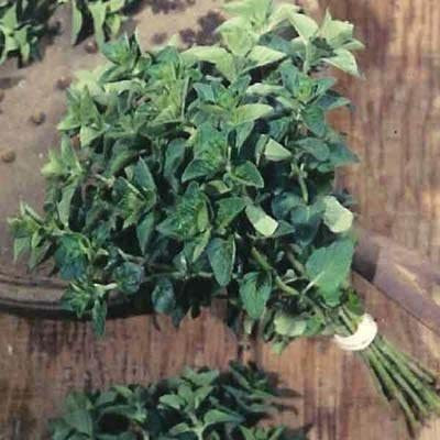 CYBEXIS NBIR-25 - Greek Oregano (Origanum heracleoticum) - (150 Seeds) Seed(150 per packet)