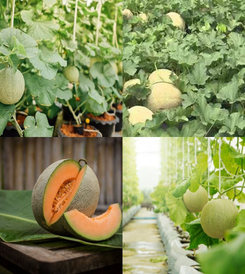 ibains Musk melon seeds for planting beez 20 Seed(20 per packet)