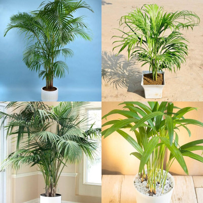 ibains Plant seed for areca palm biij 37 Seed(37 per packet)