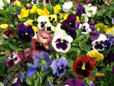 OGIVA Pansy Seeds - Ravel Mix Seed(300 per packet)