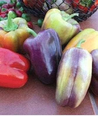 Biosnyg F1 Hybrid Pinot Noir Capsicum Seeds For Kitchen Gardening-(100 Seeds) Seed(100 per packet)