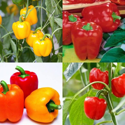 ibains Simla mirch seeds shimla mirchi pack of 20 Seed(20 per packet)