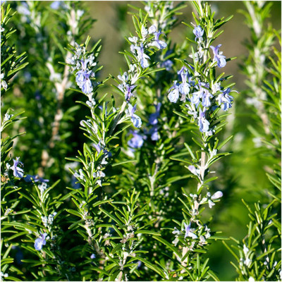 CYBEXIS VXI-36 - Rosemary - Non-GMO - (2250 Seeds) Seed(2250 per packet)