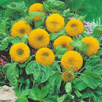 CRGO SUNFLOWER , SURAJMUKHI Seed(20 per packet)