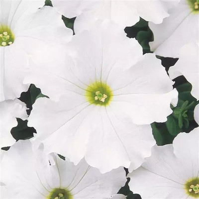 WHADE White Petunia Seed(70 per packet)