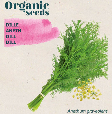 GRAXY Dill /Soya Herb Grow This Tasty Herb in Your Garden Seed(500 per packet)