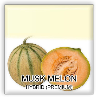 VibeX GUA-83 - Musk Melon for planting - (1350 Seeds) Seed(1350 per packet)