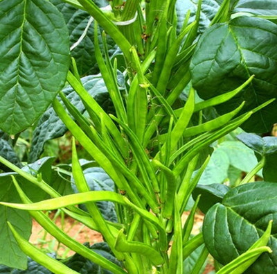 KUSH Hybrid Cluster Beans Seed(210 per packet)