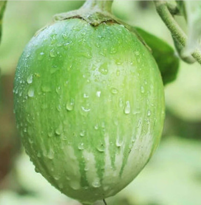 Quentova Brinjal-HUA Seed(300 per packet)