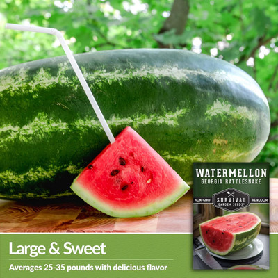 Qualtivate ICRA-3A Georgia Rattlesnake Watermelon Seed Seed(100 per packet)
