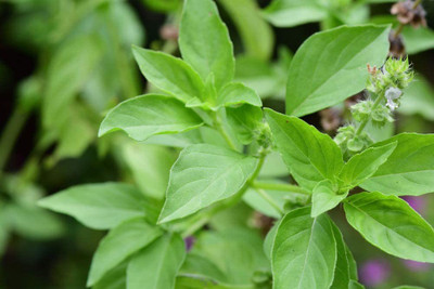 VibeX ® XLR-7 Lemon Basil Seeds Seed(1000 per packet)