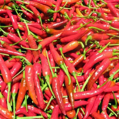 CYBEXIS Giant Chili Seeds Hot Pepper Seeds 2400 Seeds Seed(2400 per packet)