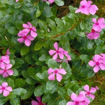 BDSresolve Vinca seeds hybrid/Vinca seed 5 Seed(5 per packet)