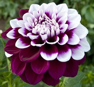 ibains Dahlia hybrid flower seed Seed(29 per packet)