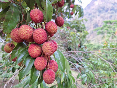 MAA LITCHI,LICHEE,LYCHEE Seed(10 per packet)