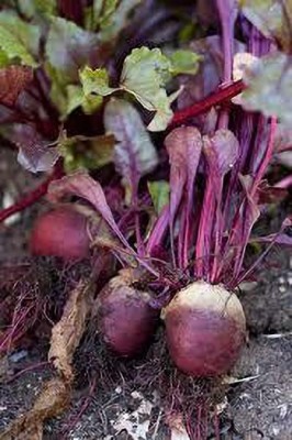 Weber Beetroot seed , chukandar seeds organic b49 Seed(105 per packet)