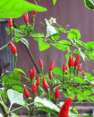 KNESSiN Bird's Eye Chilli - Thai Chilli - Hottest Tiny Chilli[400 Seeds] Seed(400 per packet)