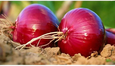 Cloud Farm Nasik Super Red (कांदा) Onion Seed(1000 per packet)