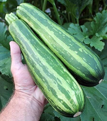 Qualtivate PUAS-7A Zucchini Gren Tiger Heirloom Seed(30 per packet)