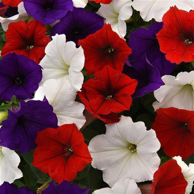 WHADE Petunia Spreading Seed(70 per packet)