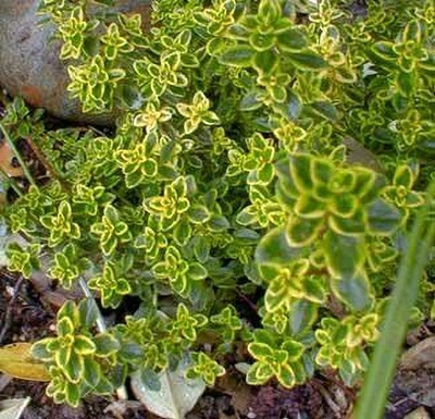 Qualtivate RES-2A Golden Lemon Thyme Seeds Seed(50 per packet)