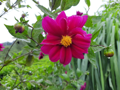 Lorvox Dahlia hybrid flower Seed(25 per packet)