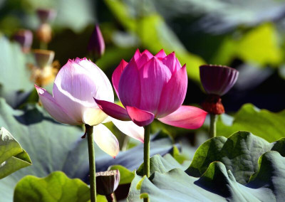 the green dotcom Lotus flower Seed(278 per packet)
